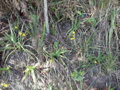 Hypoxis hemerocallidea