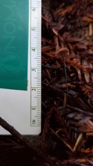 Paragymnopus sequoiae