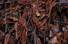 Paragymnopus sequoiae