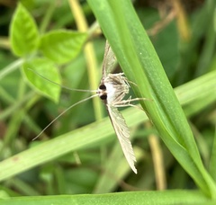 Omiodes continuatalis