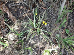 Hypoxis hemerocallidea