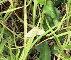 Omiodes continuatalis