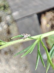 Austrotephritis poenia