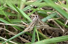 Omiodes continuatalis