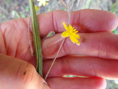Hypoxis hemerocallidea