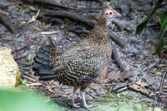 Gallus varius