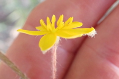 Hypoxis hemerocallidea