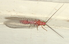 Italochrysa vansoni