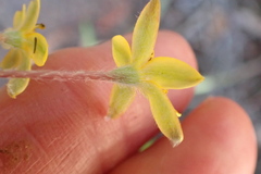Hypoxis hemerocallidea
