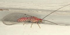 Italochrysa vansoni