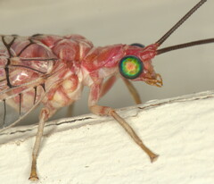 Italochrysa vansoni