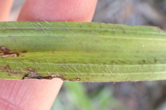 Hypoxis hemerocallidea