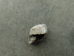 Brachiopoda