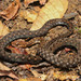 Sarawak Keelback - Photo (c) Yu Ching Tam, some rights reserved (CC BY-NC-ND), uploaded by Yu Ching Tam