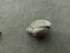 Brachiopoda
