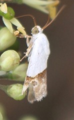 Ponometia elegantula