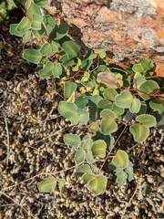 Pellaea ovata
