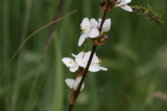 Libertia chilensis