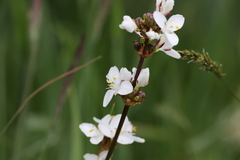 Libertia chilensis
