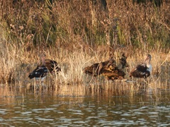 Plegadis chihi