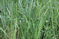 Libertia chilensis