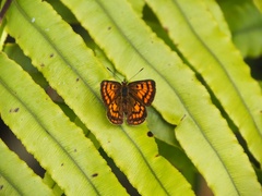 Lycaena edna