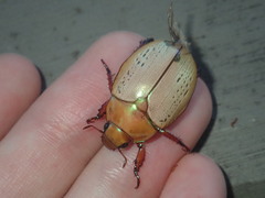 Anoplognathus olivieri