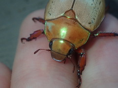 Anoplognathus olivieri