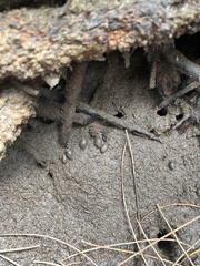 Ellobiidae