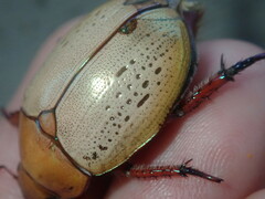 Anoplognathus olivieri