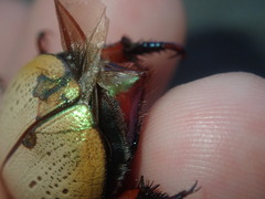 Anoplognathus olivieri