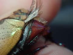 Anoplognathus olivieri