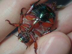 Anoplognathus olivieri