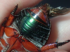 Anoplognathus olivieri