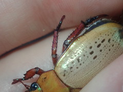 Anoplognathus olivieri