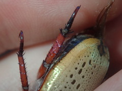 Anoplognathus olivieri