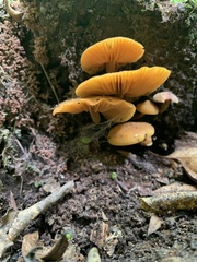 Heimiomyces velutipes