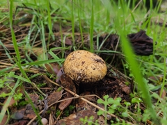 Thaxterogaster purpurascens