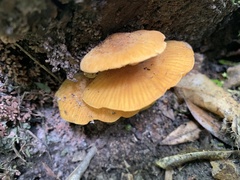 Heimiomyces velutipes