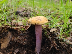 Thaxterogaster purpurascens