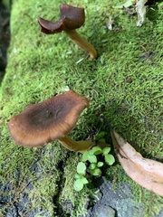 Heimiomyces velutipes
