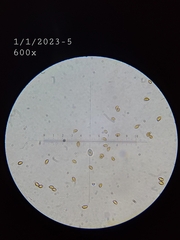 Thaxterogaster purpurascens