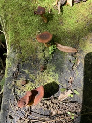 Heimiomyces velutipes