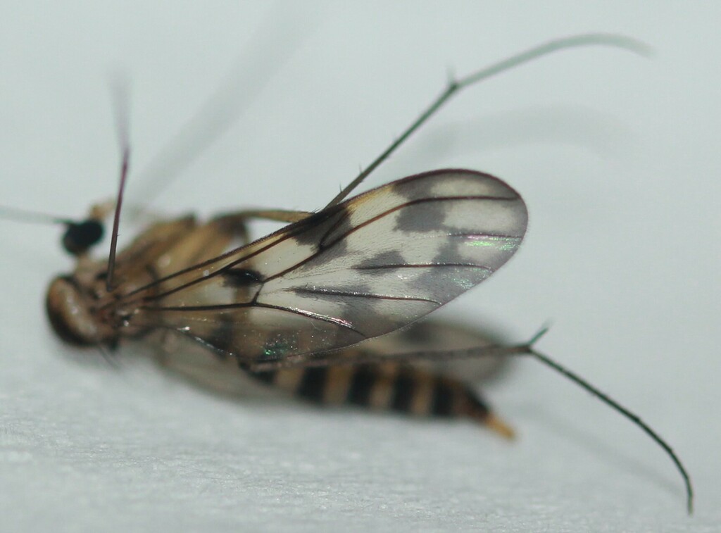 Nervijuncta nigricornis