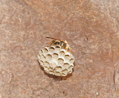 Polistes humilis humilis