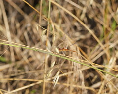Diplacodes bipunctata