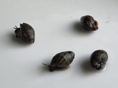 Ellobiidae