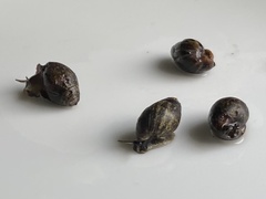 Ellobiidae