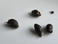 Ellobiidae