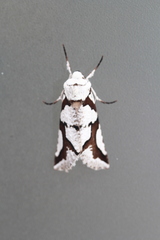 Declana egregia